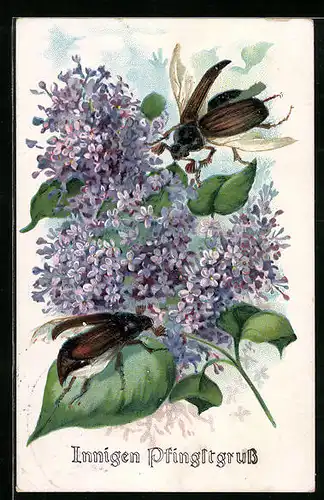 Künstler-AK Zwei Maikäfer auf blühendem Flieder, Pfingstgruss