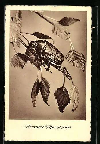 AK Maikäfer auf hängendem Birkenzweig, Pfingstgruss