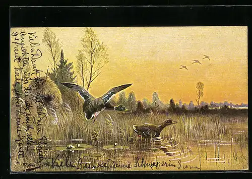 Künstler-AK M. Müller jun.: Zwei Enten beim Landen in einem Gewässer