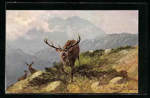 Künstler-AK M. Müller jun.: Röhrender Hirsch im Gebirge