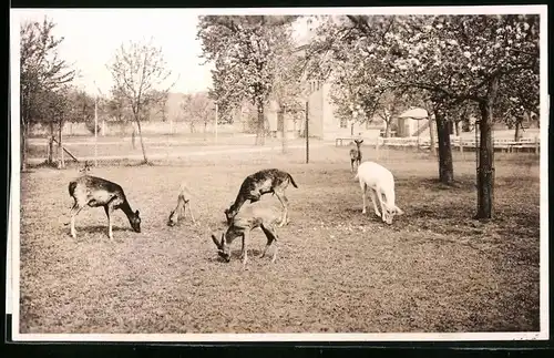 Fotografie Brück & Sohn Meissen, Ansicht Seusslitz, Partie in Weinhards Wildpark mit Hirschkühen udn Albino Hirschkuh