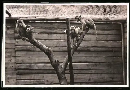 Fotografie Brück & Sohn Meissen, Ansicht Seusslitz, die Rhesusaffen in Weinhards Wildpark