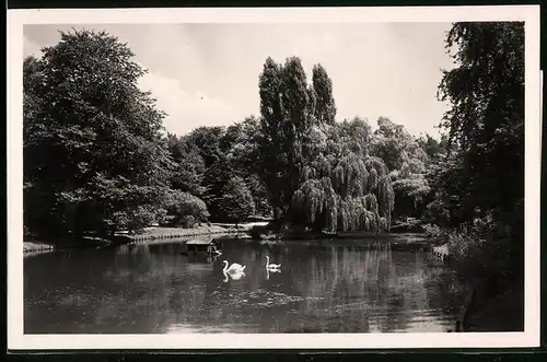 Fotografie Brück & Sohn Meissen, Ansicht Geithain i. Sa., Blick auf den Schwanenteich im Stadtpark