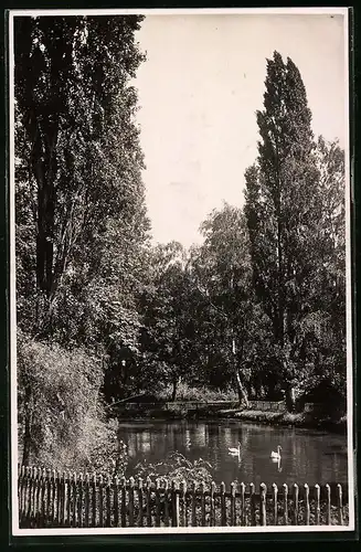 Fotografie Brück & Sohn Meissen, Ansicht Pegau, Partie am Schwanenteich