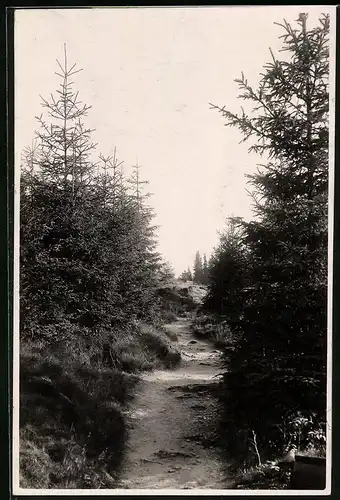 Fotografie Brück & Sohn Meissen, Ansicht Oberbärenburg i. Erzg., Partie im Wald am Weg nach Oberbärenburg
