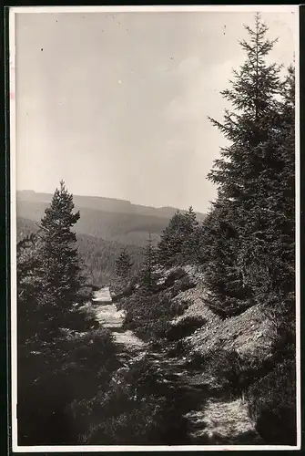 Fotografie Brück & Sohn Meissen, Ansicht Oberbärenburg i. Erzg., Partie am Tirolerweg