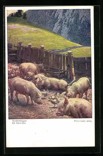 AK Wohlbehagen - Schweine im Verschlag im Freien