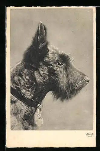 AK Seitenportrait eines Terriers mit Halsband