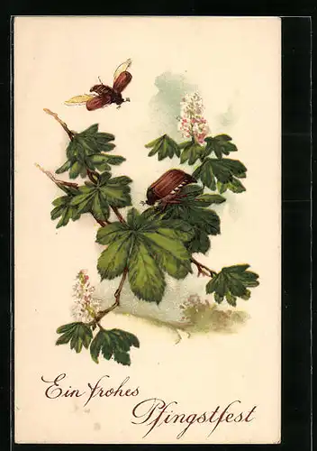 Künstler-AK Maikäfer an blühendem Kastanienzweig, Pfingstgruss