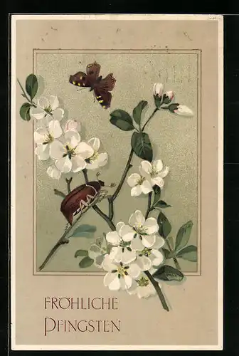 Künstler-AK Maikäfer und Schmetterling auf blühendem Zweig, Pfingstgruss