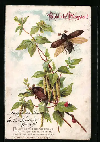 Künstler-AK Maikäfer und Marienkäfer auf Birkenzweig, Pfingstgruss