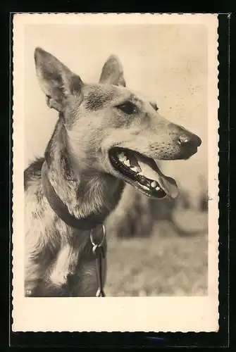 AK Junger Schäferhund mit geöffneter Schnauze