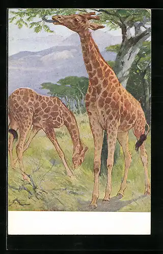 Künstler-AK Zwei Giraffen in der Savanne