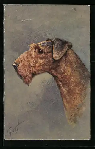 Künstler-AK Ein Airdale-Terrier im Seitenportrait