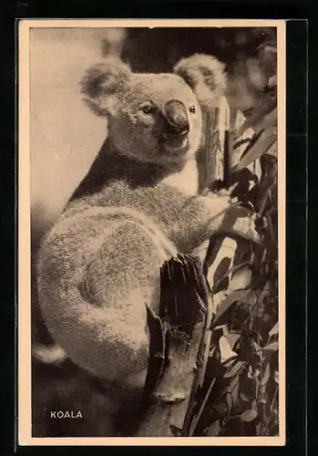 AK Koala-Bär beim Klettern