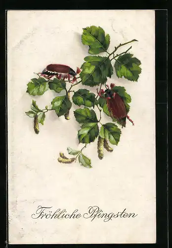 Künstler-AK Zwei Maikäfer krabbeln auf einem Birkenzweig, Pfingstgruss