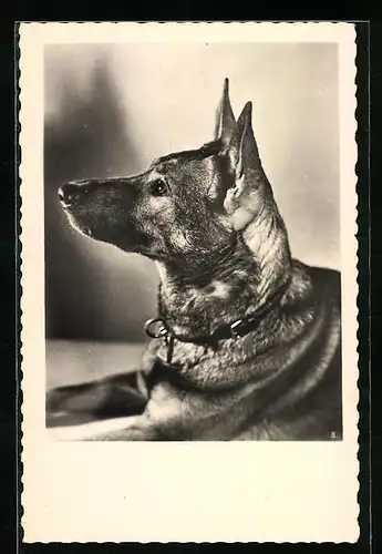 AK Seitenportrait eines Schäferhundes