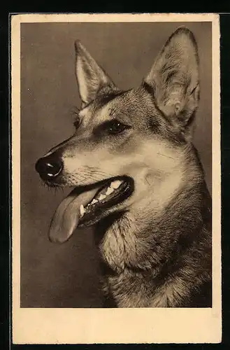 AK Portrait eines Schäferhundes, der seine Zunge zeigt