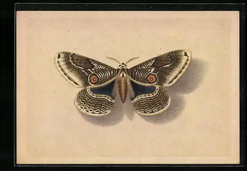 Künstler-AK Schmetterling Japanische Brahmäe