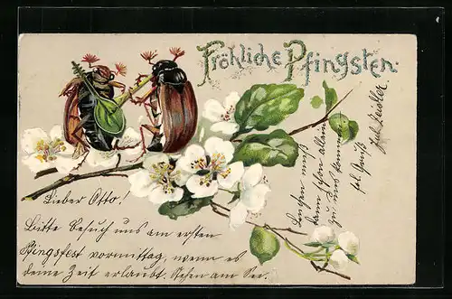 Präge-Lithographie Zwei Maikäfer musizieren auf einem Obstblütenzweig, Pfingstgruss