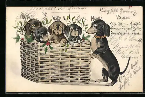 Künstler-AK Dackelmutter mit ihrem Wurf in einem Korb