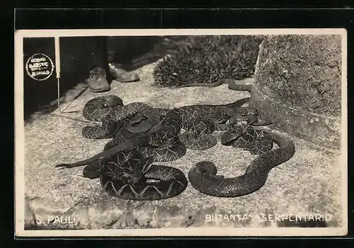 AK Schlangen sonnen sich in einem Freigehege