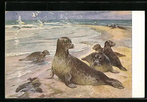 Künstler-AK Gruppe von Seehunden am Meer, mit Möwen-Schwarm