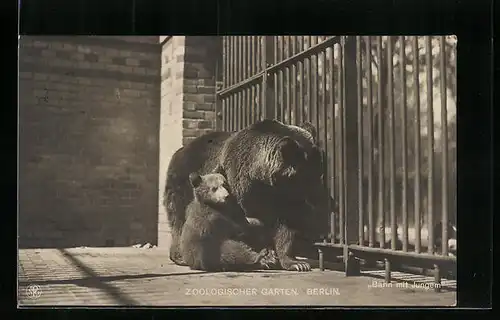 AK Berlin, Bärin mit Jungem im Zoologischen Garten