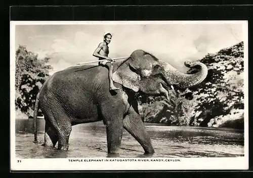 AK Ceylon, Tempel-Elefant mit Reiter im Wasser stehend
