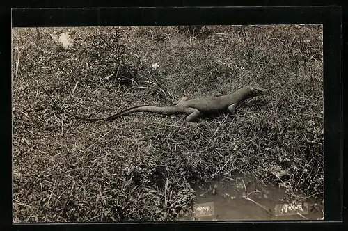 AK Echse auf einer Wiese neben Wasserloch