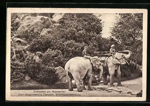 AK Hamburg-Stellingen, Elefanten am Wasserfall im Tierpark