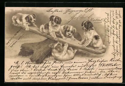 Präge-AK Fünf Welpen spielen auf einer Wippe
