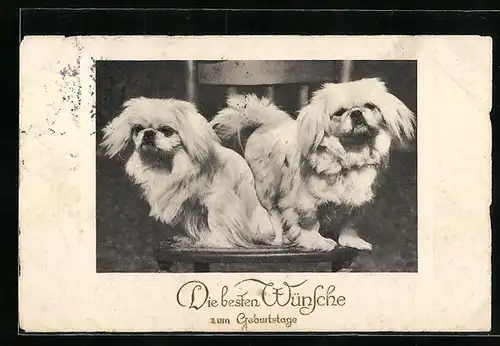 AK Zwei Pekinesen auf einem Stuhl, Geburtstagsgruss