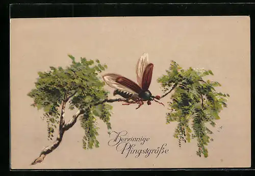 Künstler-AK Maikäfer mit ausgebreiteten Flügeln auf einer Birke, Pfingstgruss