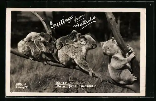 AK Australien, Koalas mit Jungen auf einem Baum