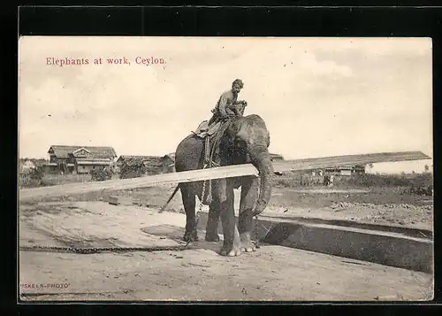 AK Ceylon, Arbeitselefant transportiert ein Holzbrett
