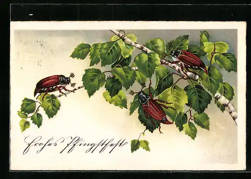 Künstler-AK Drei Maikäfer krabbeln auf einer Birke, Pfingstgruss