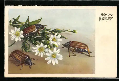 Künstler-AK Drei Maikäfer an einem Blumenstrauss, Pfingstgruss