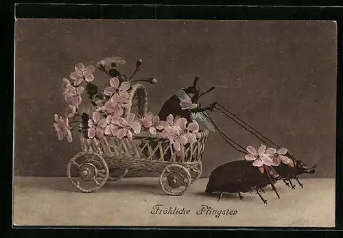 Künstler-AK Maikäfer kutschieren und ziehen Blumenwagen, Pfingstgruss