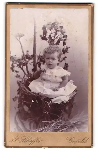 Fotografie P. Schiffer, Crefeld, niedlicher kleiner Knabe Arthur im weissen Kleid sitzend in einem Nest wie ein Kücken