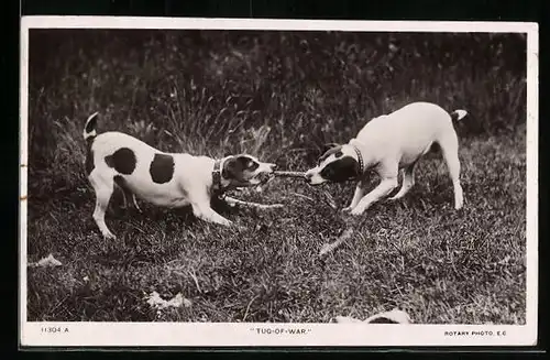 AK Zwei Jagdhunde kämpfen um einen Knochen