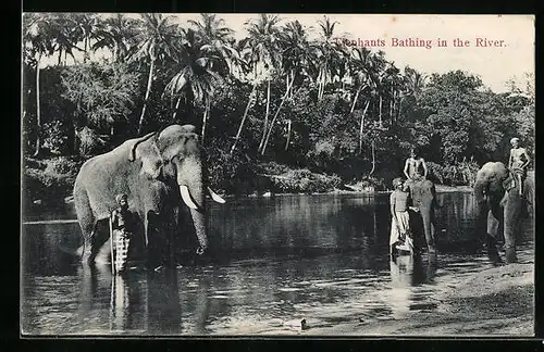 AK Ceylon, Elefanten baden im Fluss