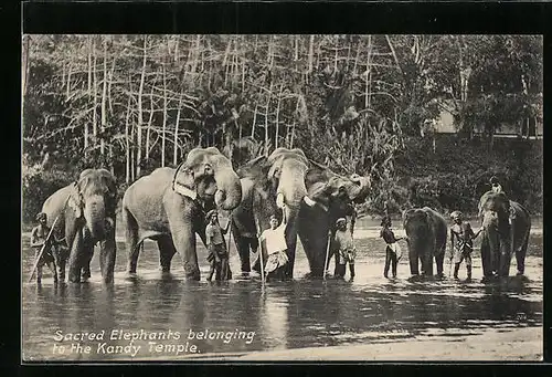 AK Ceylon, Sacred Elephants belonging to the Kandy Temple