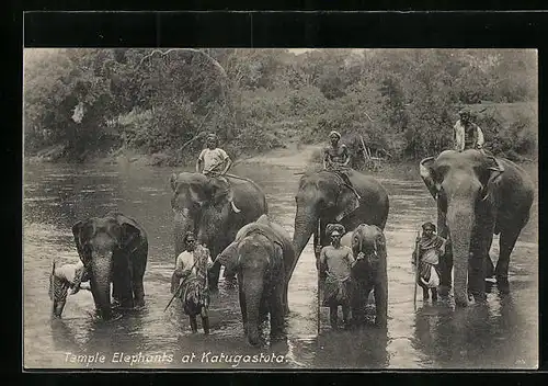 AK Ceylon, Badende Tempel-Elefanten, Katugastota