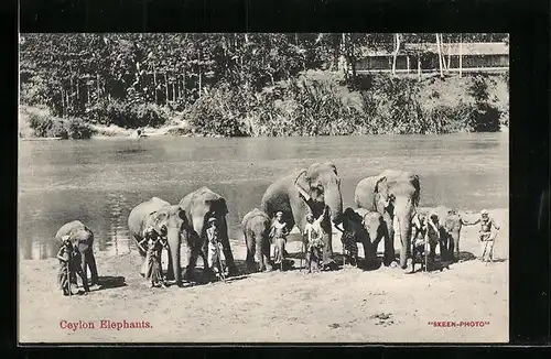 AK Ceylon, Elefanten mit Führern vor einem Fluss
