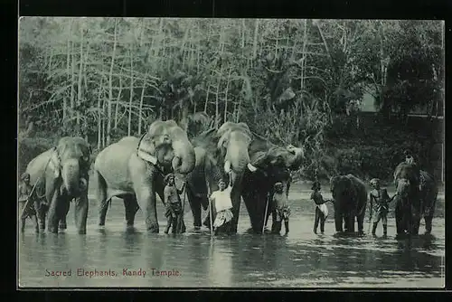 AK Ceylon, Badende Elefanten des Kandy-Tempels
