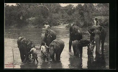 AK Ceylon, Badende Elefanten des Tempels Katugastota