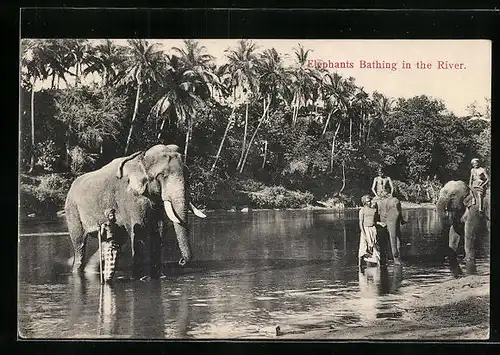 AK Ceylon, Badende Elefanten vor Palmen