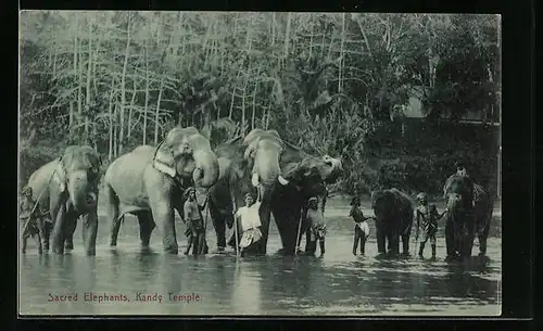 AK Ceylon, Badende Heilige Elefanten des Kandy-Tempels beim Flussbad