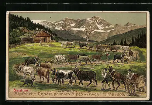 Präge-AK Sentum, Kühe bei der Alpfahrt